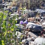 Penstemon laetus Flor