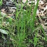 Cyperus eragrostis Fuelha