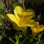 Linum campanulatum Hábito