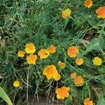 Eschscholzia californica花