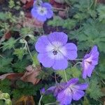 Geranium platypetalum Кветка