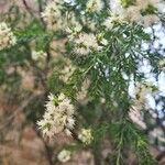 Melaleuca alternifolia Çiçek