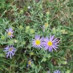 Machaeranthera tanacetifolia Flor