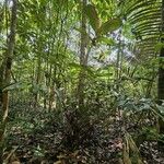 Bactris gastoniana Hábito