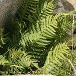 Dryopteris oreades 整株植物