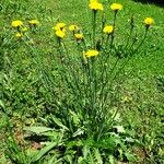 Hypochaeris radicata Habit