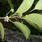 Ilex costaricensis موطن