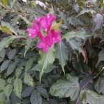 Weigela floridaКвітка