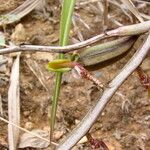 Bulbophyllum calyptratum Kwiat