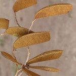 Julbernardia globiflora Frukto