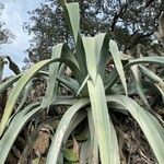 Agave shaferi Листок