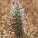 Trifolium angustifolium Flower