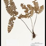 Lindsaea divaricata Лист