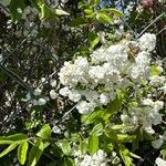 Prunus glandulosa Kwiat