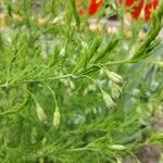 Asparagus tenuifolius Leaf