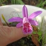 Pleione praecox Blomma