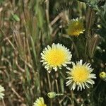 Malacothrix californica Агульны выгляд