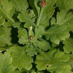 Argyranthemum coronopifolium Annet