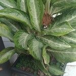 Dieffenbachia seguine Frunză