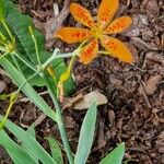 Iris domestica Flower