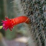 Cleistocactus hyalacanthus Квітка