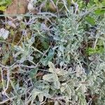 Teucrium rouyanum Liść