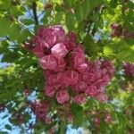 Robinia hispida 花