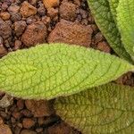 Psychotria fuscopilosa Hoja