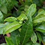 Camellia sinensis Other