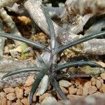 Ceropegia stapeliiformis অন্যান্য