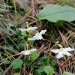 Moneses uniflora Cvet