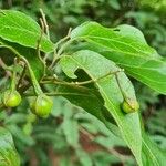 Solanum tettense Fulla