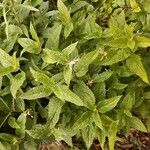 Stachys affinis Folha