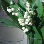 Convallaria majalisBlomst