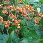 Leea guineensis फूल