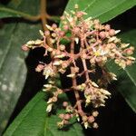 Miconia ligulata Цветок