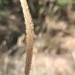 Phleum phleoides ফুল
