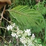 Acacia angustissima Hoja