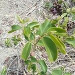 Dalbergia ecastaphyllum Leaf