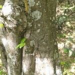 Carpinus betulus Coajă