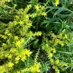 Sedum acre Агульны выгляд