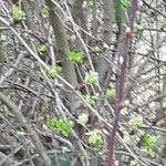 Crataegus x subsphaerica Bark