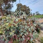 Eucalyptus preissiana Leaf