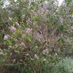 Buddleja officinalis Hábito