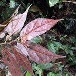 Begonia macrocarpa Blomst