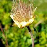 Geum montanum Blomst