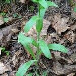 Myosotis nemorosa Folha