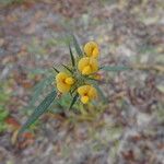 Stylosanthes guianensis Flower