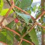 Psychotria carthagenensis Frukt