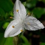 Tradescantia fluminensis Квітка